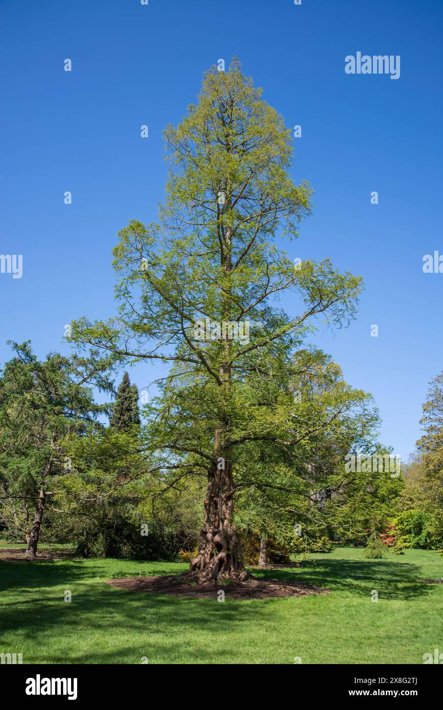 Metasequoia glyptostroboides, le séquoia de l'aube, conifères en voie de disparition, originaire de Chine, Wisley Garden, Surrey, Angleterre, Royaume-Uni Banque D'Images