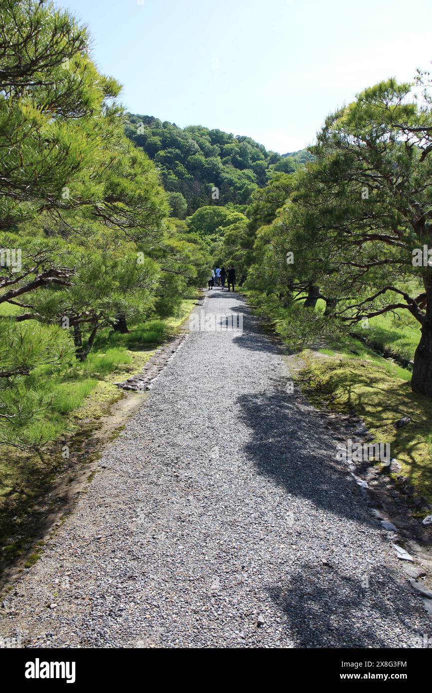 Pine Tree Avenue dans Shugakuin Imperial Villa, Kyoto, Japon Banque D'Images