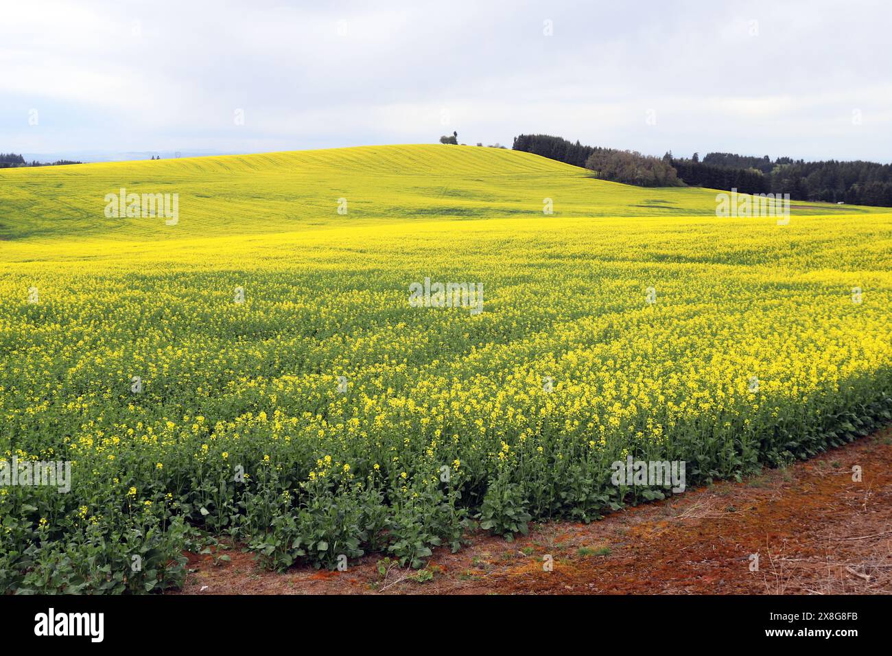 Un grand champ de plantes de moutarde domestiques poussant dans la vallée de la Willamette près de Silverton, Oregon. Banque D'Images