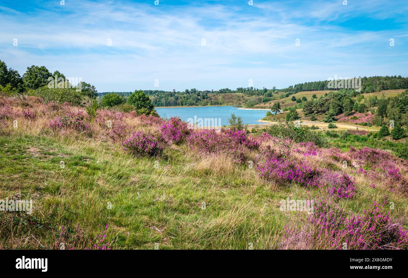 Paysage de bruyère dans le parc national, Belgique. Banque D'Images