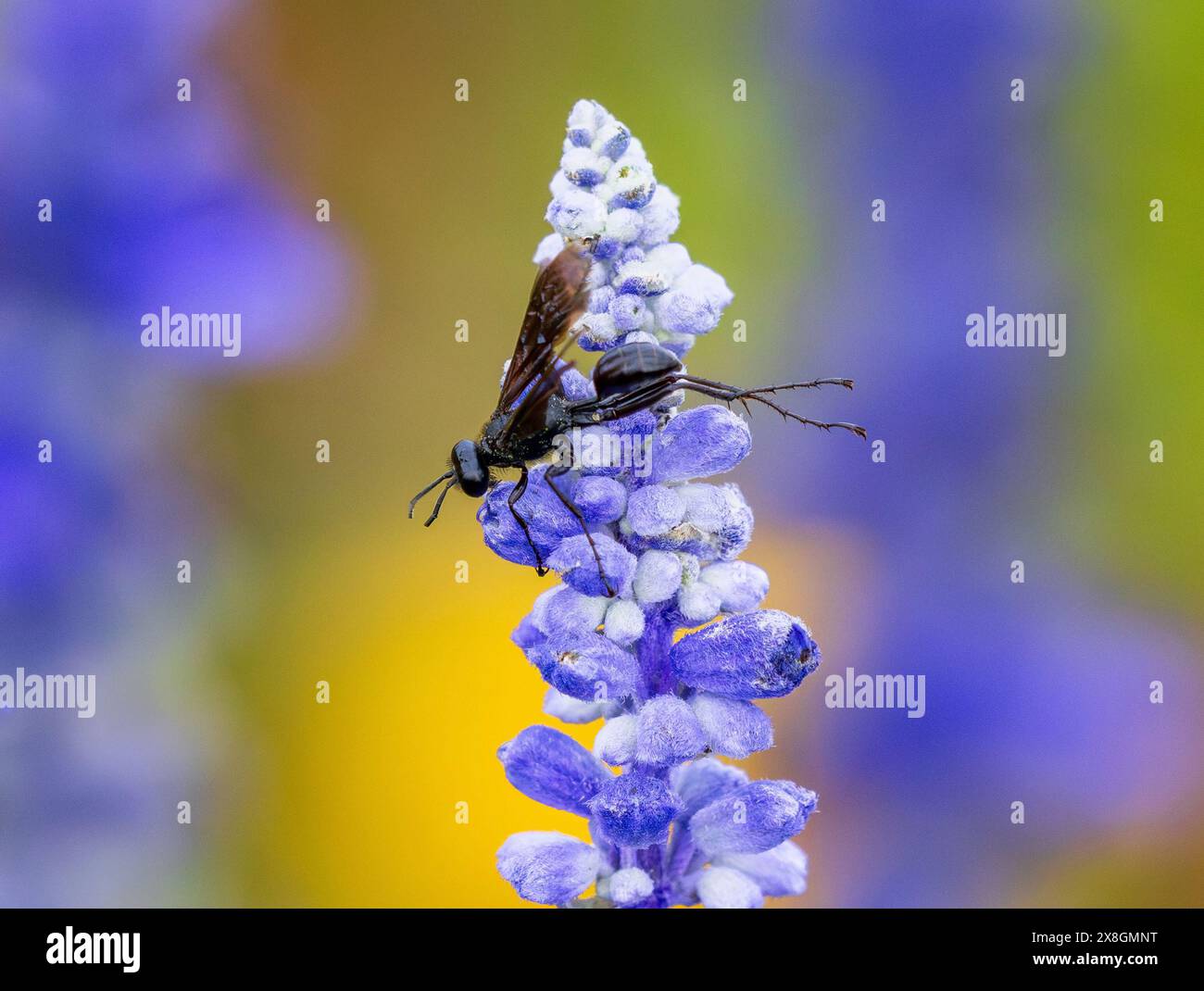 Gros plan d'une grande guêpe noire étirant ses pattes arrière et battant ses ailes tandis qu'elle est perchée au sommet d'une fleur de sauge violette ou de salvia. Banque D'Images