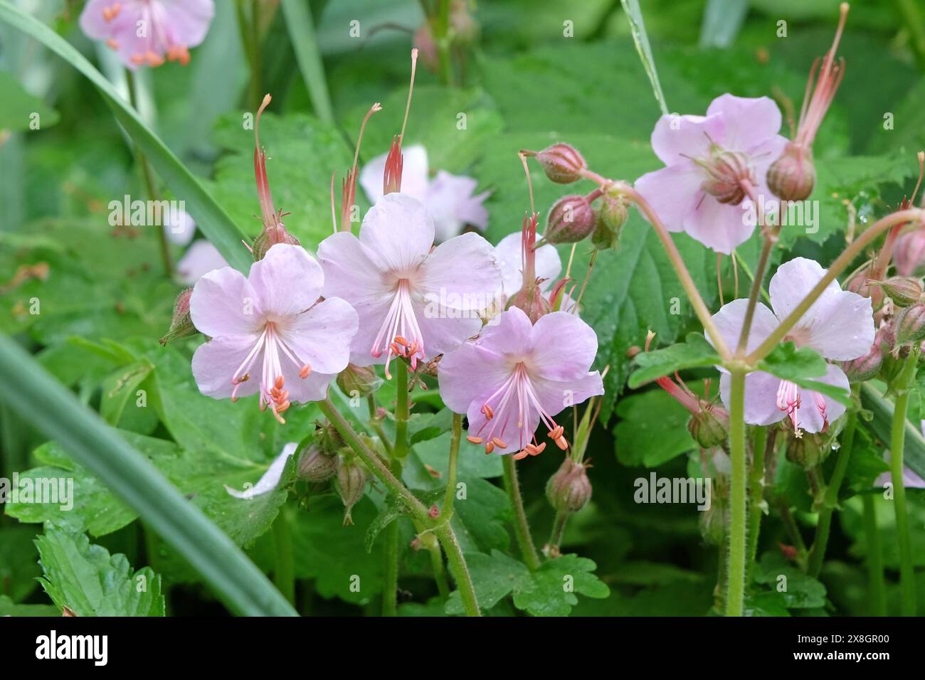 Geranium macrorrhizum rose pâle quotidien «variété d'Ingwersen», également connu sous le nom de géranium bigroot, géranium bulgare et bec de grue de roche en fleur. Banque D'Images