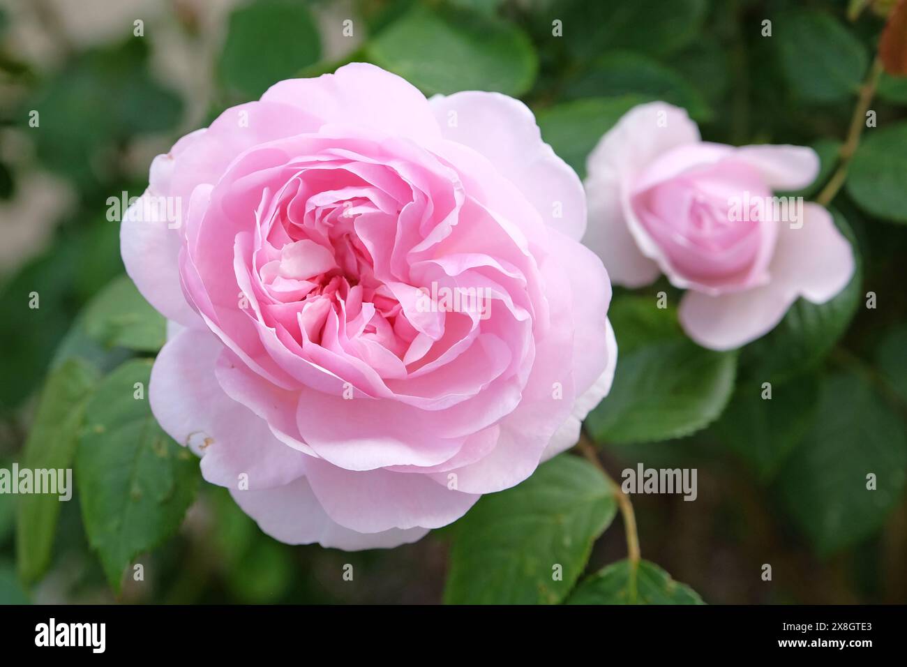 Rose arbuste anglais rose pâle Rosa 'Olivia Rose Austin' en fleur. Banque D'Images