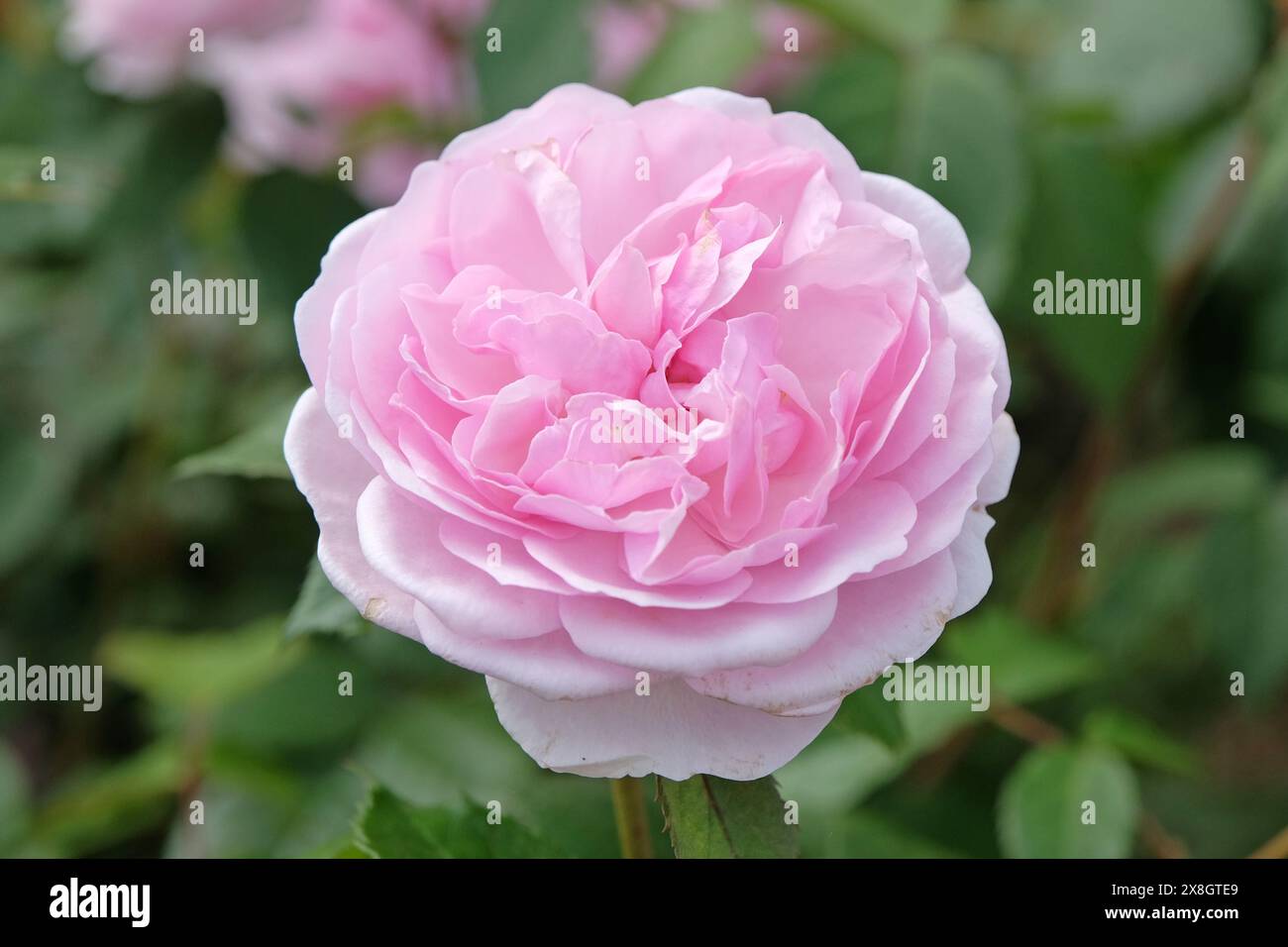 Rose arbuste anglais rose pâle Rosa 'Olivia Rose Austin' en fleur. Banque D'Images