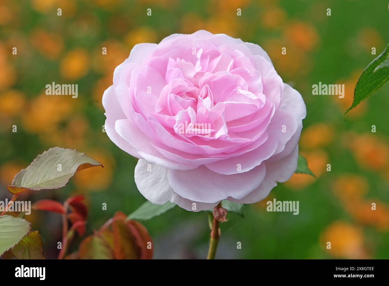 Rose arbuste anglais rose pâle Rosa 'Olivia Rose Austin' en fleur. Banque D'Images