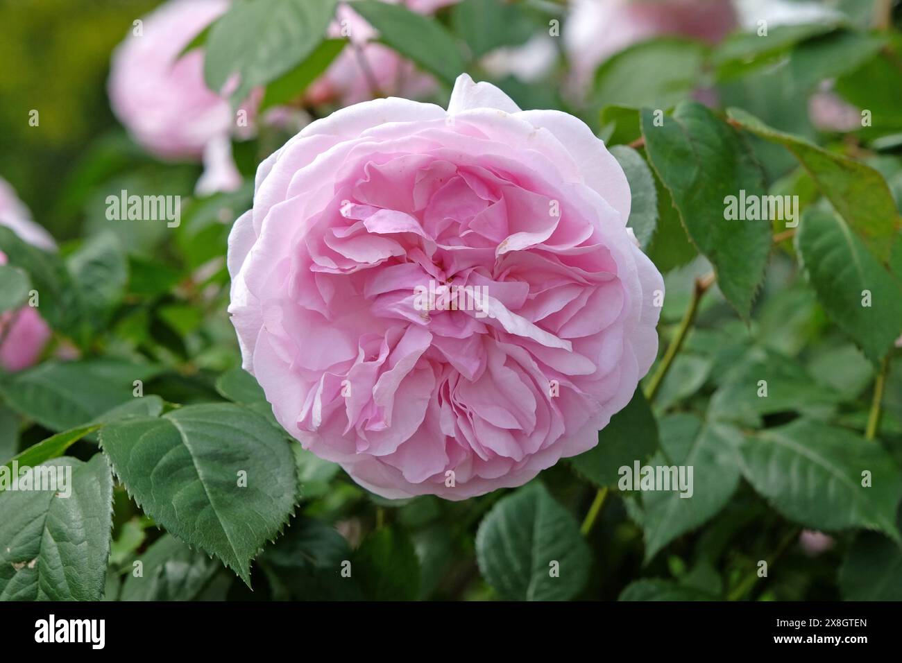 Rose arbuste anglais rose pâle Rosa 'Olivia Rose Austin' en fleur. Banque D'Images