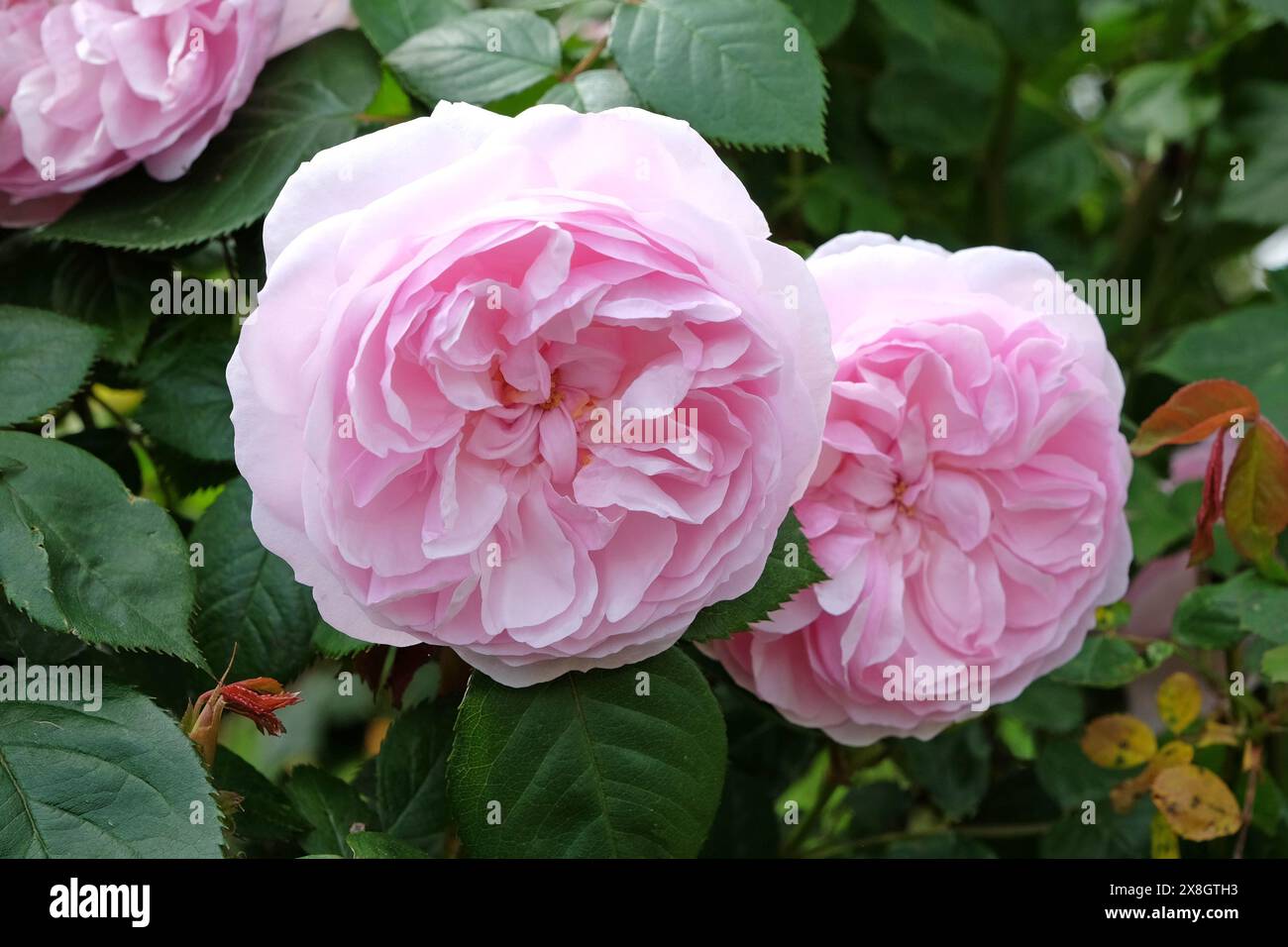 Rose arbuste anglais rose pâle Rosa 'Olivia Rose Austin' en fleur. Banque D'Images