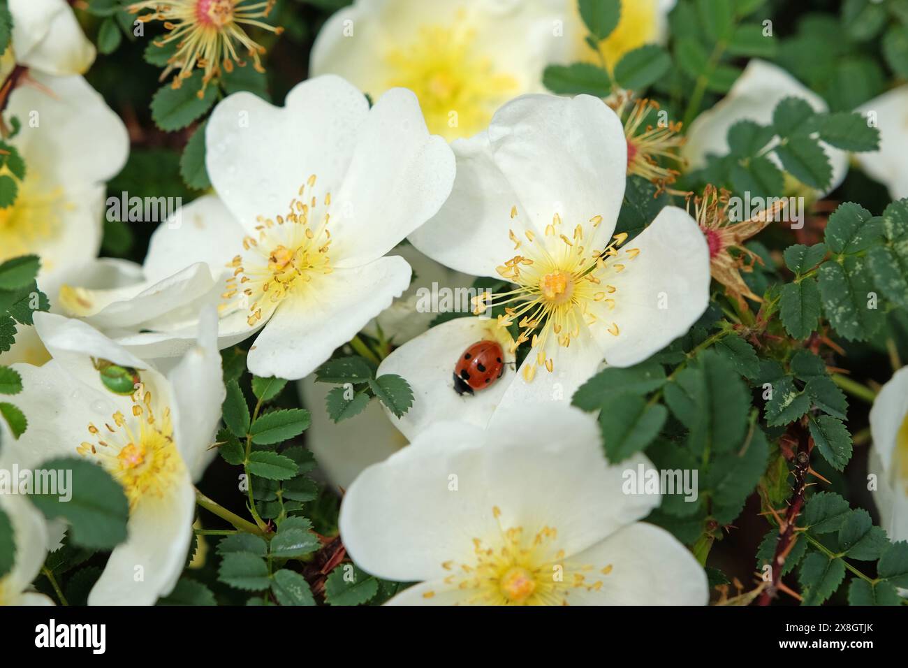 Une coccinelle rouge sur rose arbuste simple blanche, Rosa spinosissima «Dunwich Rose» en fleur Banque D'Images