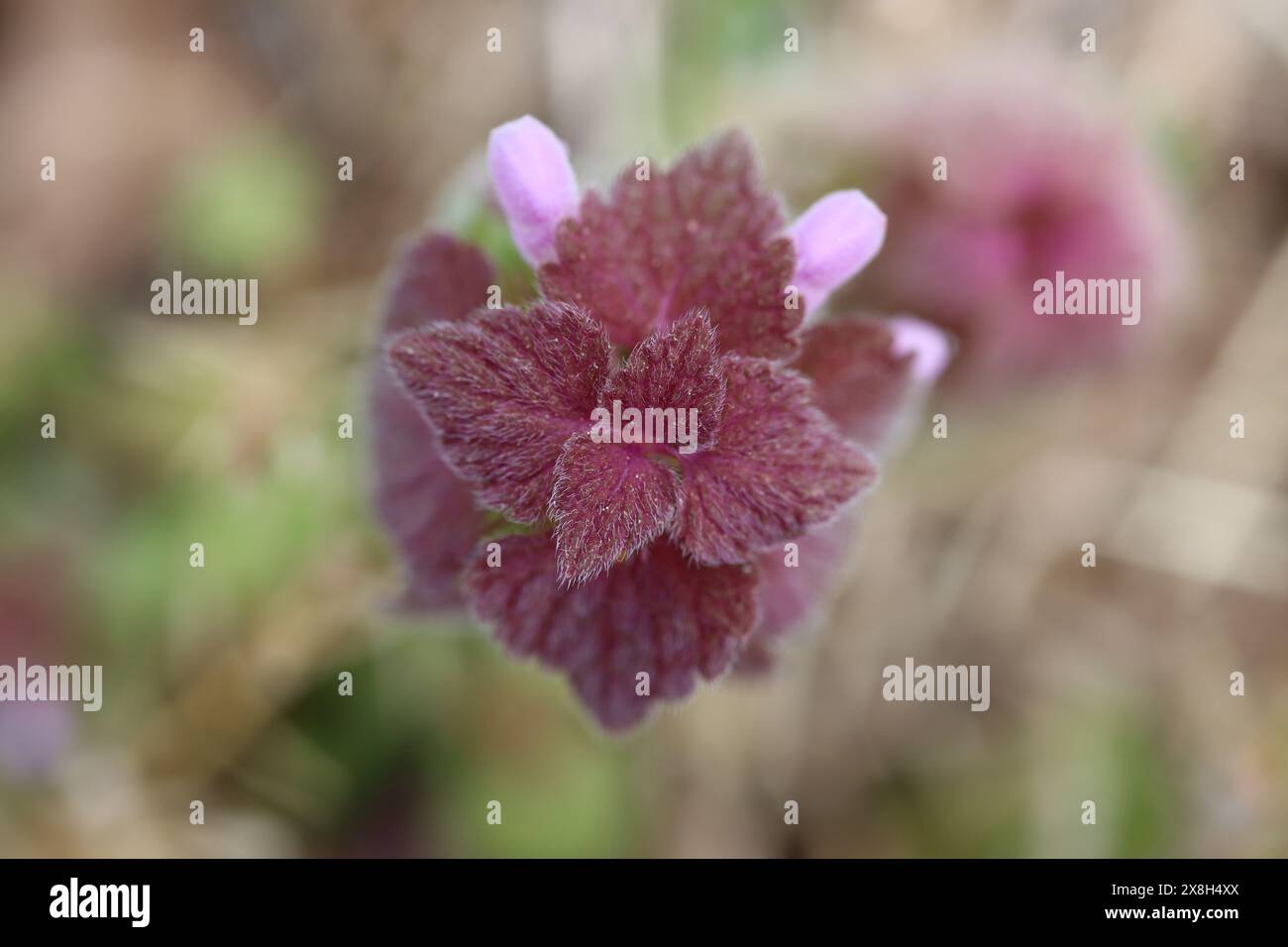 Macro gros plan d'une fleur d'ortie Banque D'Images