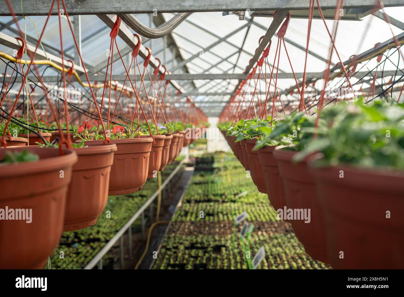 Le pétunia plante des plants dans des pots suspendus dans une serre industrielle de pépinière de plantes. Banque D'Images