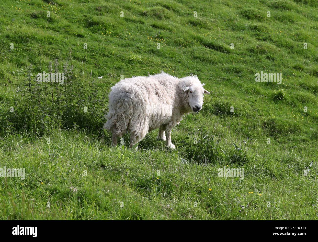 Moutons de Herdwick, brebis, Ovis aries, Caprini, Caprinae, Bovidae. Réserve naturelle Knocking Hoe, Bedfordshire, Royaume-Uni. Le Herdwick est une race de moutons domestiques Banque D'Images