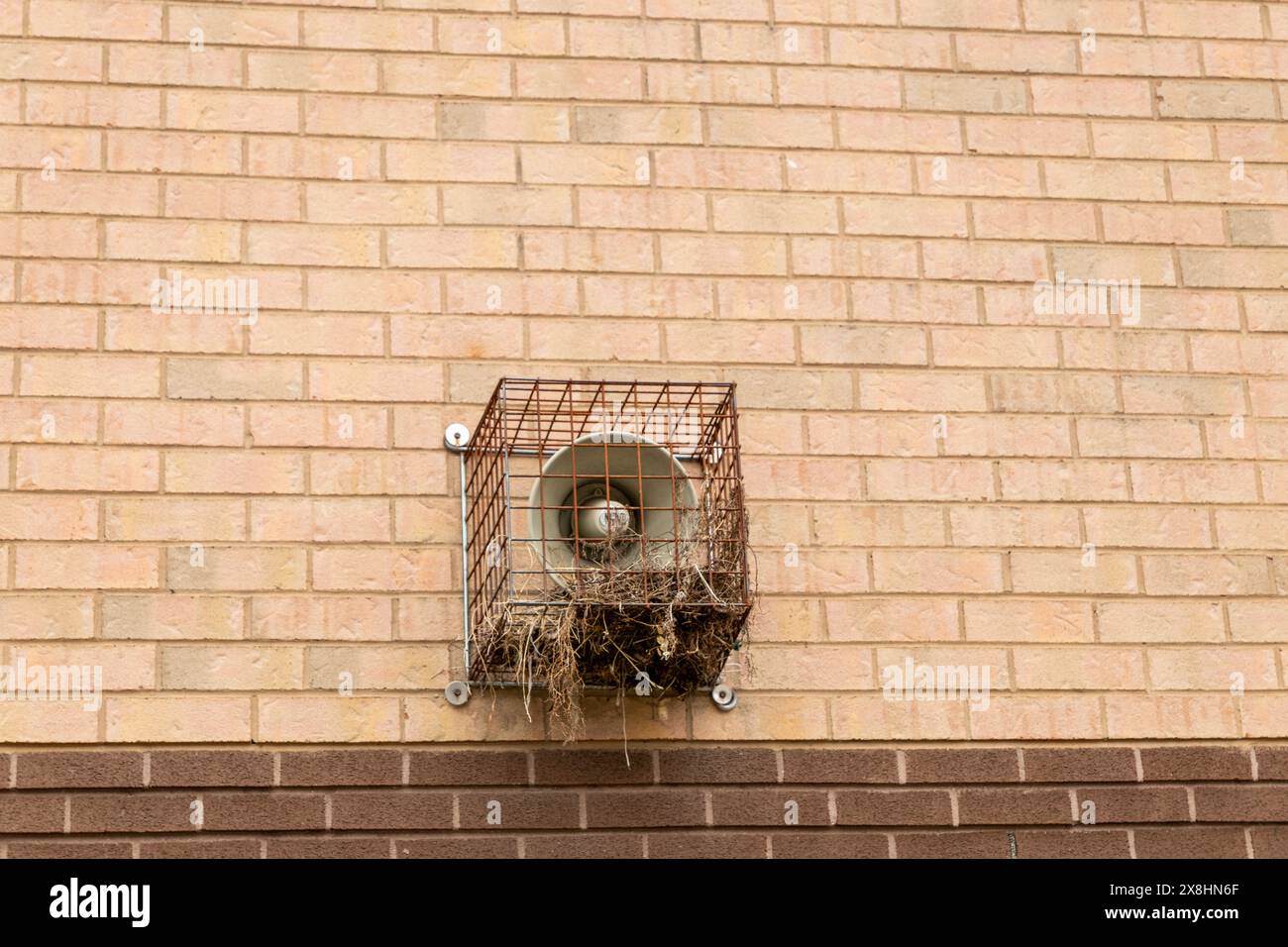 Nid construit dans une cage de protection - autour d'une sirène extérieure - sur un mur de briques. Prise à Toronto, Canada. Banque D'Images