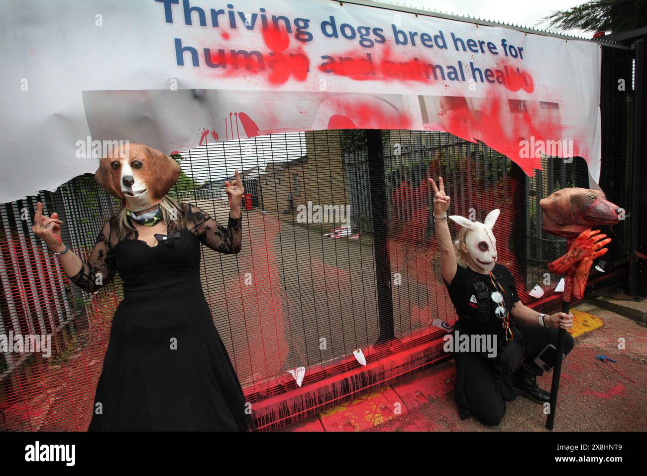 Huntingdon, Angleterre, Royaume-Uni. 25 mai 2024. Les manifestants portent un lapin et des cagoules de beagle, l'un tient le modèle de mains et une tête de beagle sur un poteau aux portes principales endommagées par la peinture à MBR acres pendant la manifestation. Les manifestants exigent que la compagnie américaine, Marshal Bioresources (MBR) acres, une ferme d'élevage de beagle, qui fournit des chiots pour les laboratoires d'essais sur animaux ferme. Crédit : ZUMA Press, Inc/Alamy Live News Banque D'Images