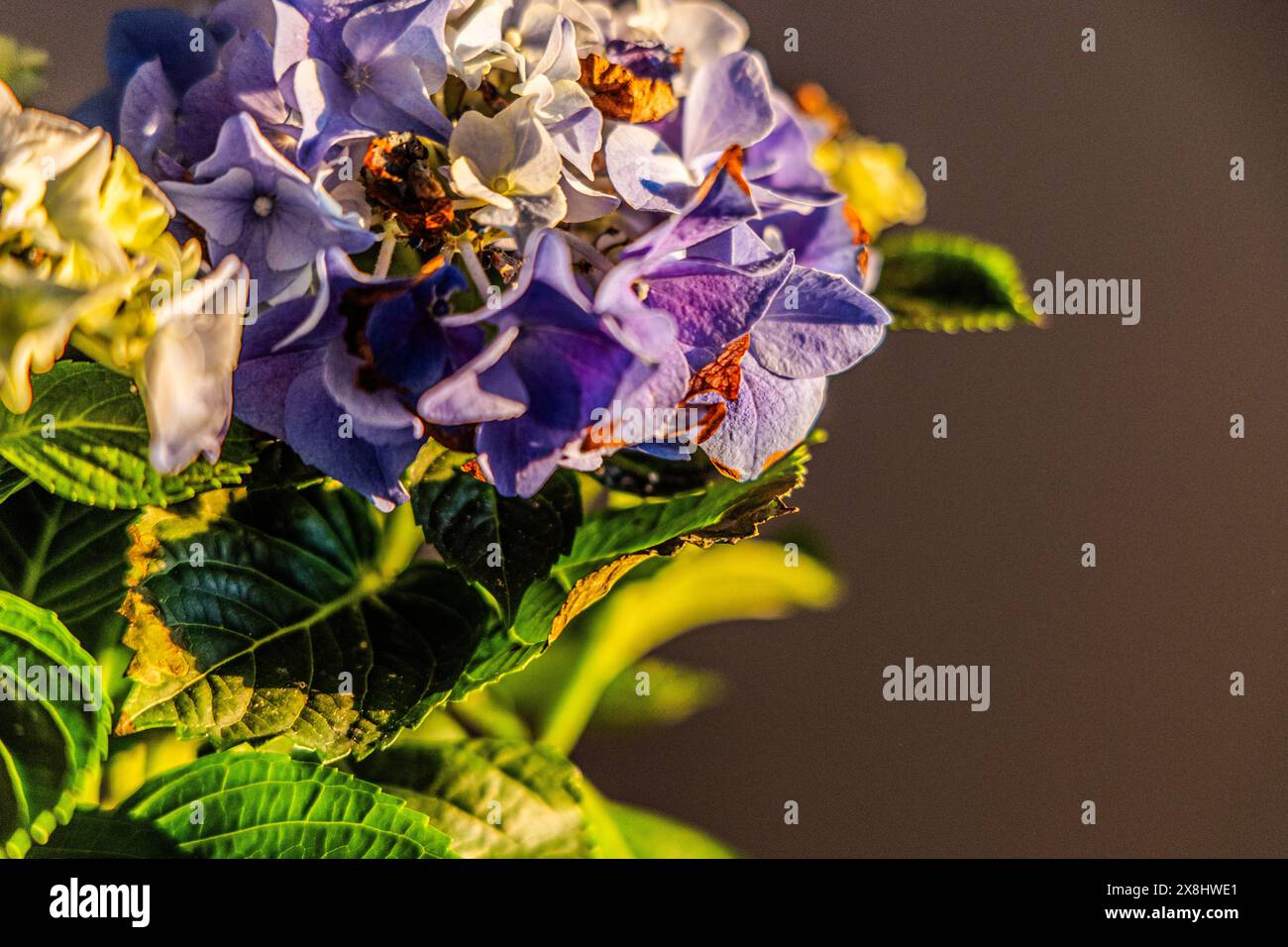 Une collection de fleurs vibrantes disposées dans un vase, présentant une variété de formes, de couleurs et de textures. Les fleurs sont soigneusement organisées, créant un Banque D'Images