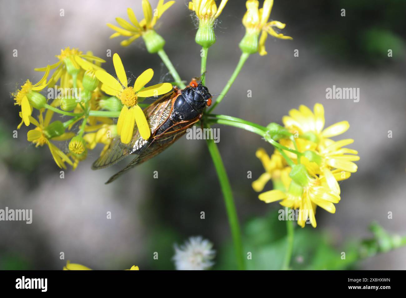 Une cigale de 17 ans reposant sur des fleurs de babeurweed sous un soleil éclatant à Algonquin Woods à des Plaines, Illinois Banque D'Images