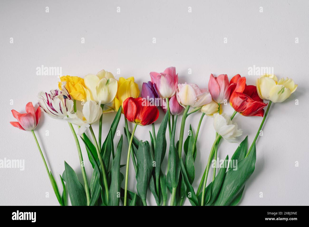 Assortiment coloré de tulipes Banque D'Images