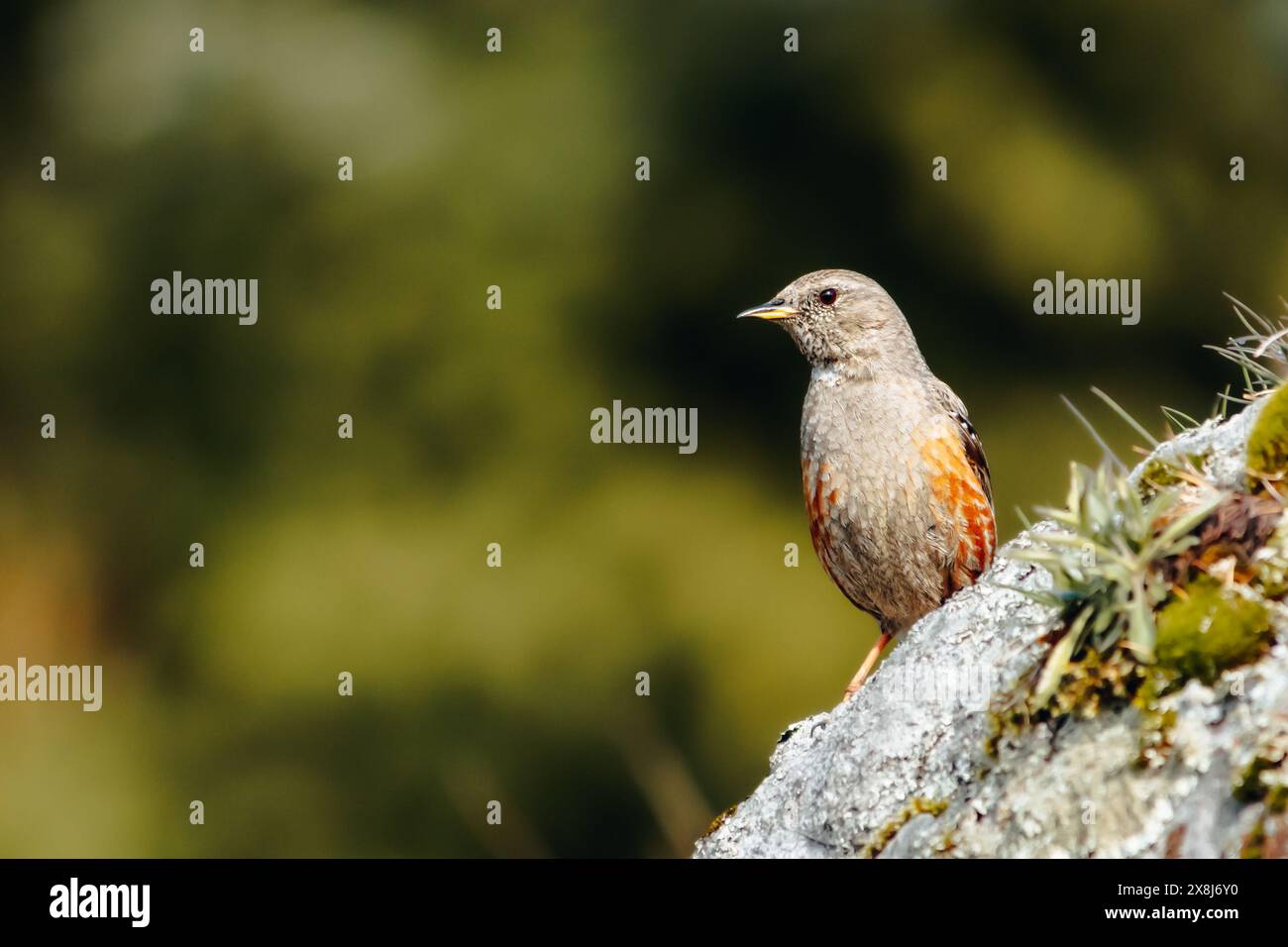 Cet accentor alpin profite du soleil du matin Banque D'Images