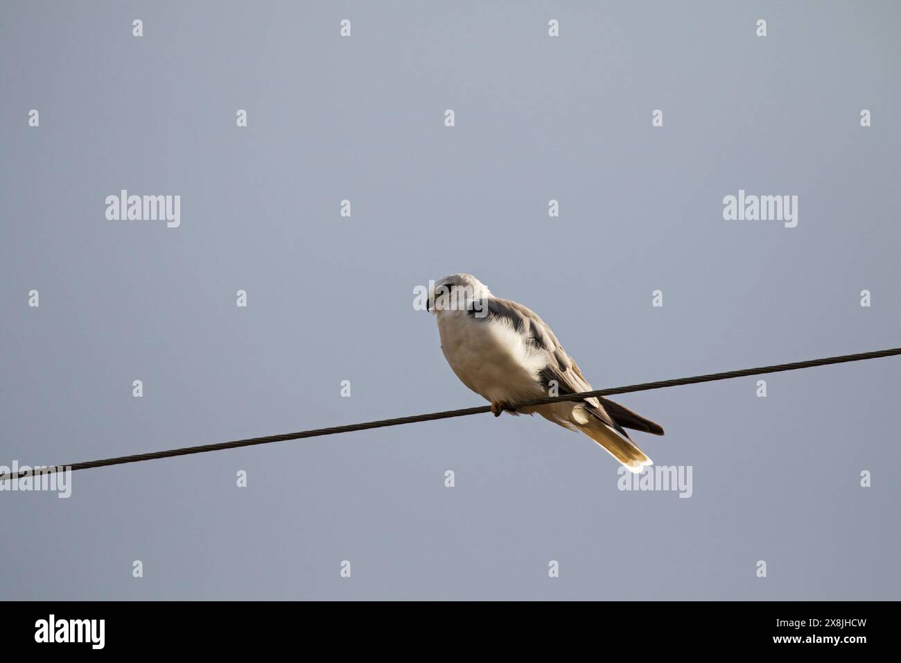 White-tailed kite Elanus leucurus perché sur le fil télégraphique d'Anahuac, National Wildlife Refuge, Texas, USA, Décembre 2017 Banque D'Images