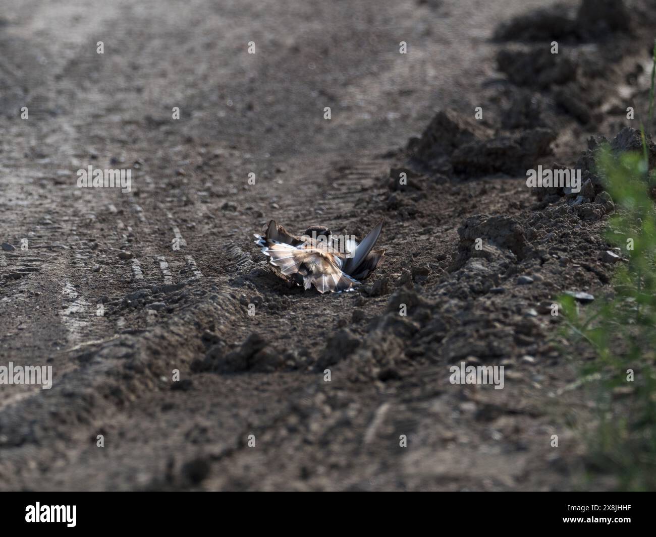 Killdeer Charadrius vociferus en exposition de distraction, Rocky point Recreation Area, près de belle fourche, Dakota du Sud, États-Unis, juin 2019 Banque D'Images