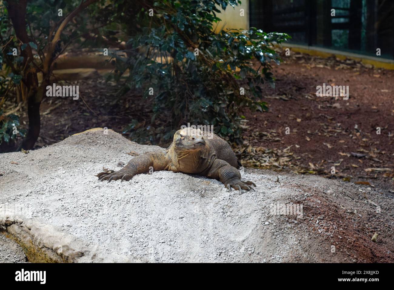Dragon de Komodo en captivité dans le zoo ces reptiles ont une salive toxique et sont connus pour être dangereux Banque D'Images