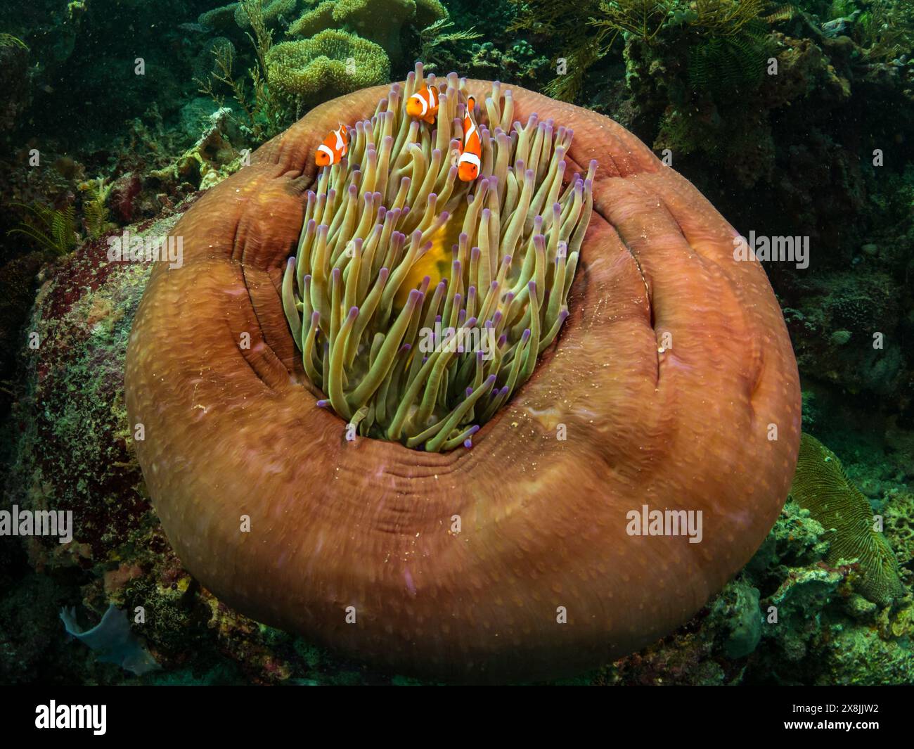 Faux poisson clown, Amphiprion ocellaris, dans une magnifique anémone, Pink Beach, parc national de Komodo, Indonésie Banque D'Images