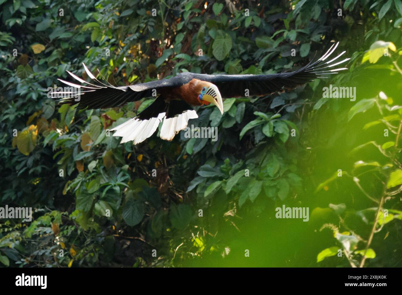 Une femelle de charme à col rufeux (Aceros nipalensis) a été observée chez le Latpanchar au Bengale occidental, en Inde Banque D'Images