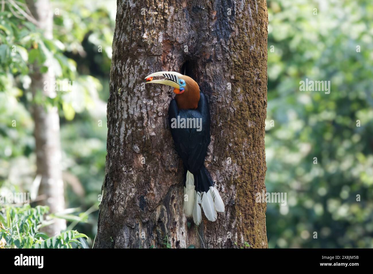 Une femelle de charme à col rufeux (Aceros nipalensis) a été observée chez le Latpanchar au Bengale occidental, en Inde Banque D'Images