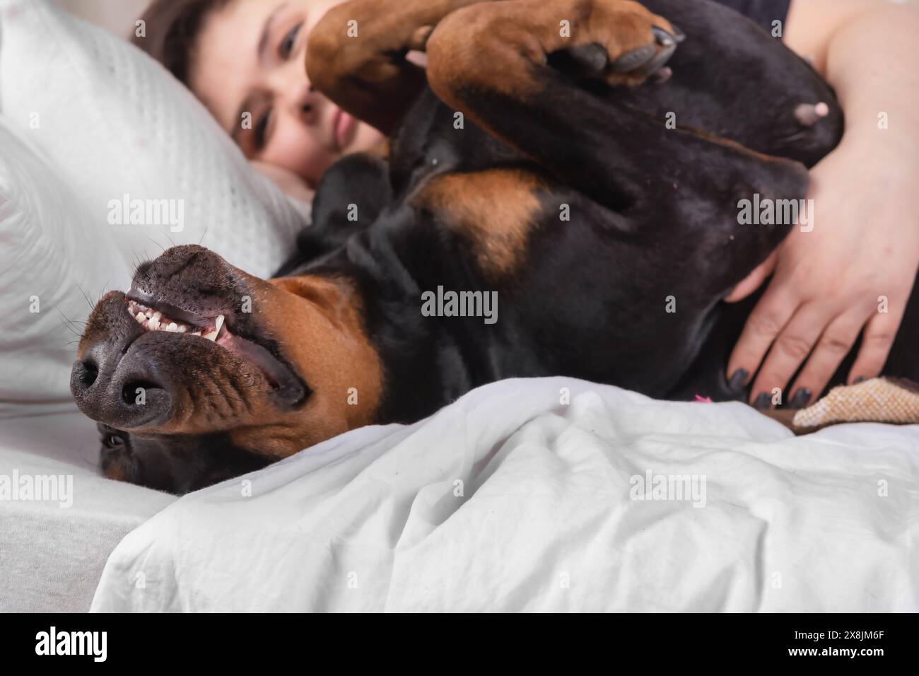 Une jeune femme dort au lit avec son chien Doberman Pinscher. La femme est allongée sur le côté, et le chien est enroulé à côté d'elle. Les deux la femme Banque D'Images