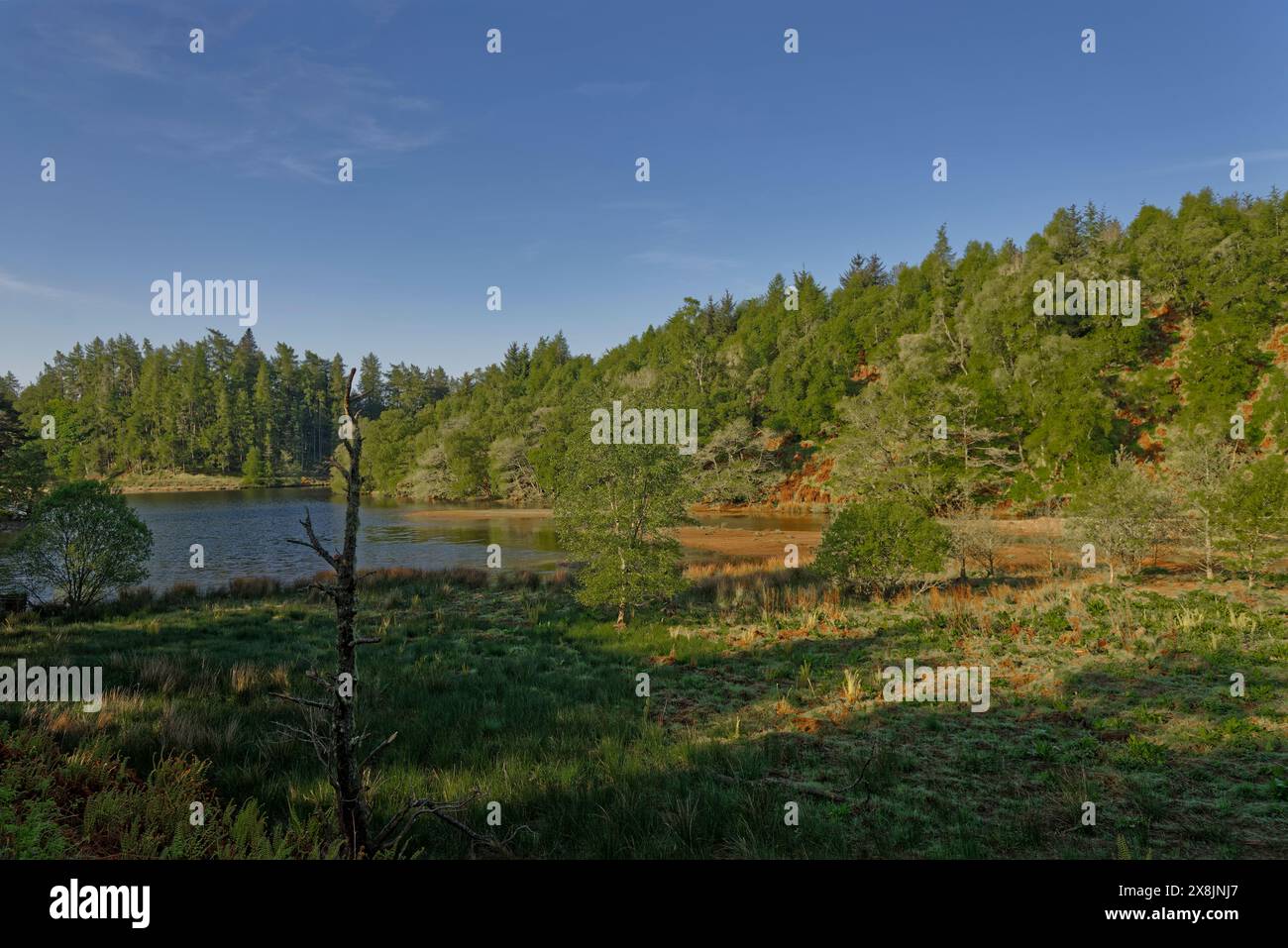 Bancs de sable et de limon à l'extrémité nord du réservoir Glen Ogil, avec un tronc de conifères mort au premier plan. Banque D'Images