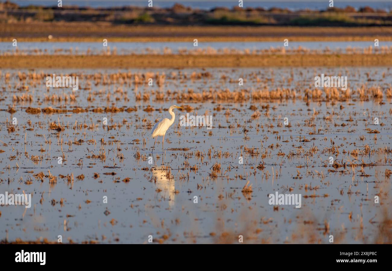 Une grande aigrette (Ardea alba) dans une rizière inondée dans le delta de l'Èbre (Tarragone, Catalogne, Espagne) ESP : una garceta grande (Ardea alba) en un arrozal Banque D'Images