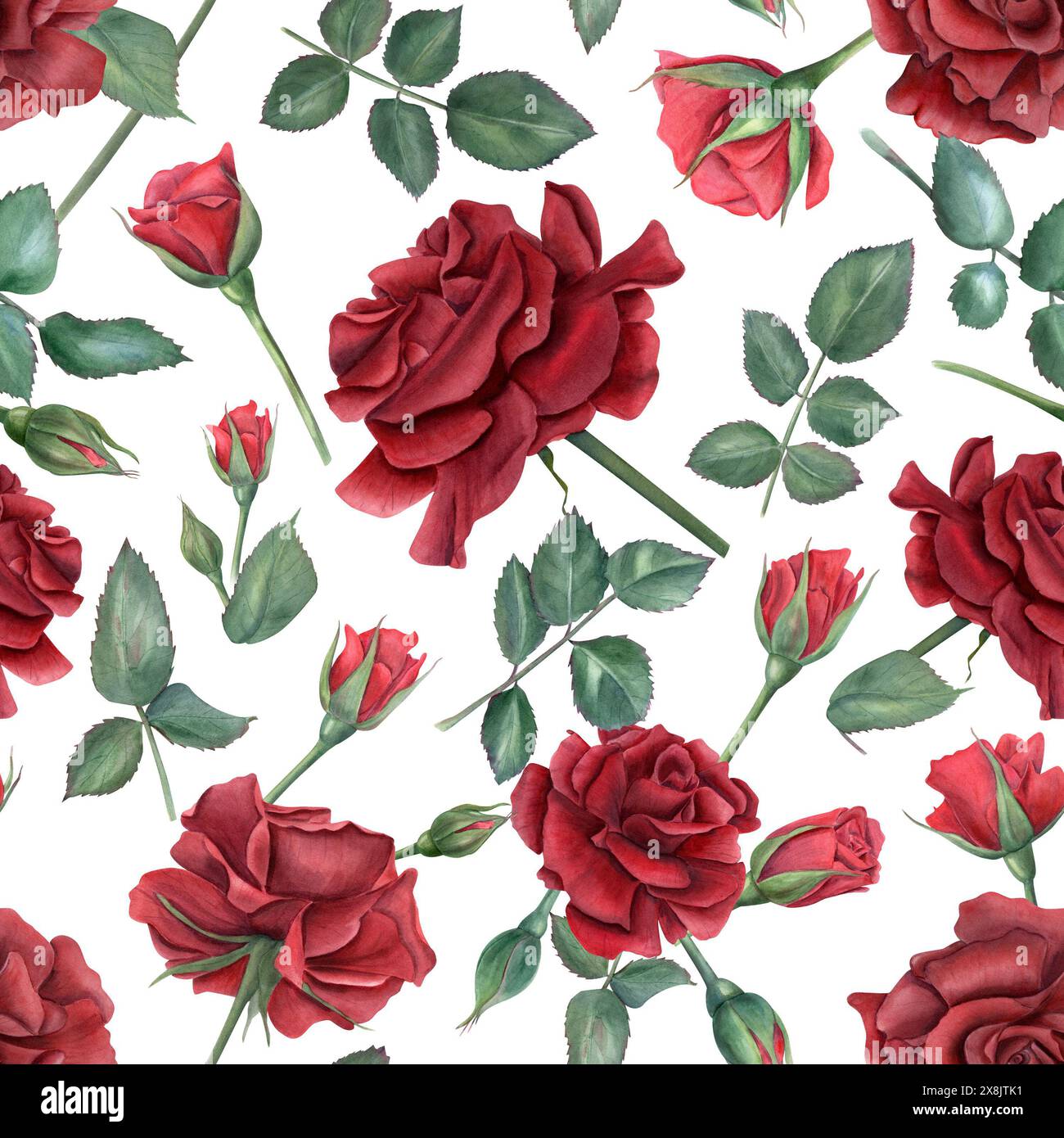 Motif sans couture rose rouge profond. Fleurs de rubis et feuilles vertes sur les tiges. Fleurs roses de jardin d'été avec des bourgeons. Illustration aquarelle Banque D'Images