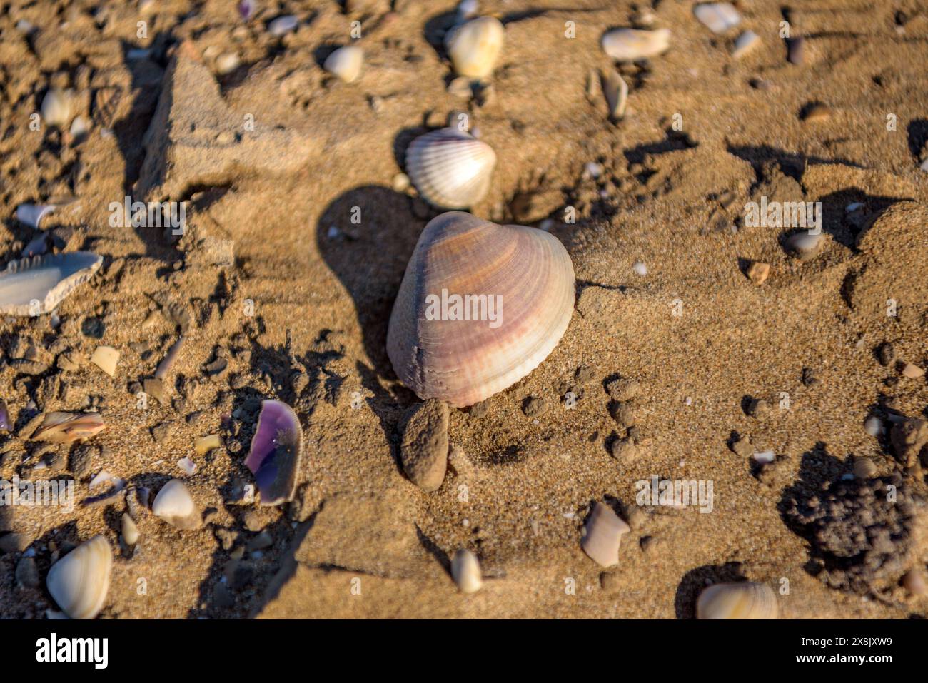 Détails des palourdes dans le sable de la plage de la Marquesa, dans le delta de l'Èbre (Tarragone, Catalogne, Espagne) ESP : Detalles de almejas en la Arena de la playa Banque D'Images