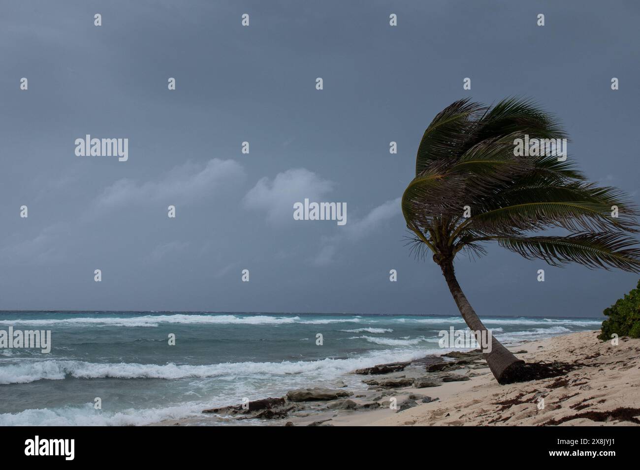 Les palmiers étant soufflé dans l'ouragan venteux de mauvais temps dans l'emplacement tropical de front de mer des Caraïbes. Tendance turbulente aux îles Caïmans Banque D'Images