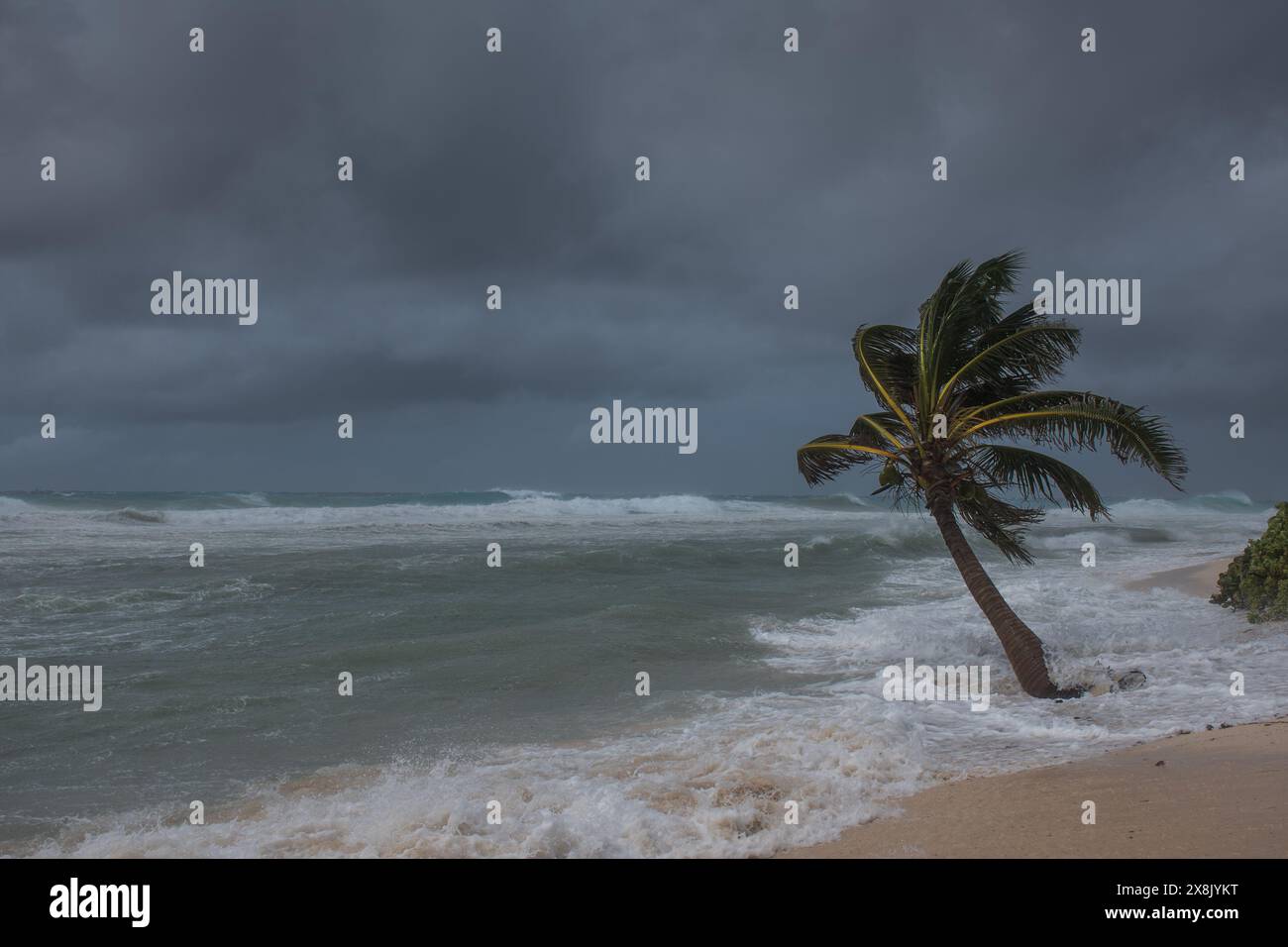 Les palmiers étant soufflé dans l'ouragan venteux de mauvais temps dans l'emplacement tropical de front de mer des Caraïbes. Tendance turbulente aux îles Caïmans Banque D'Images