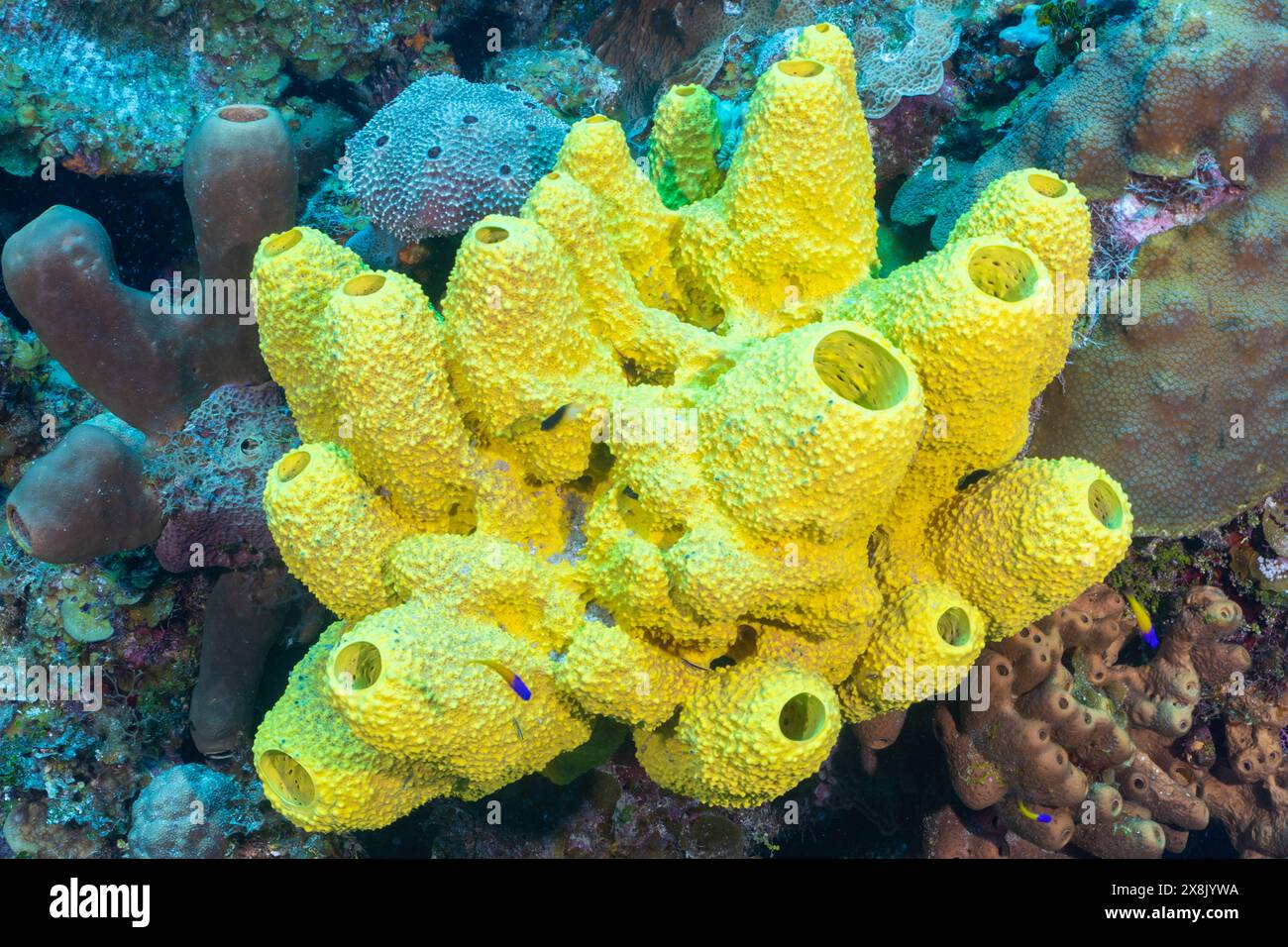 Un amas d'éponge jaune intensément vif poussant hors du célèbre Bloody Bay Wall à Little Cayman. Banque D'Images