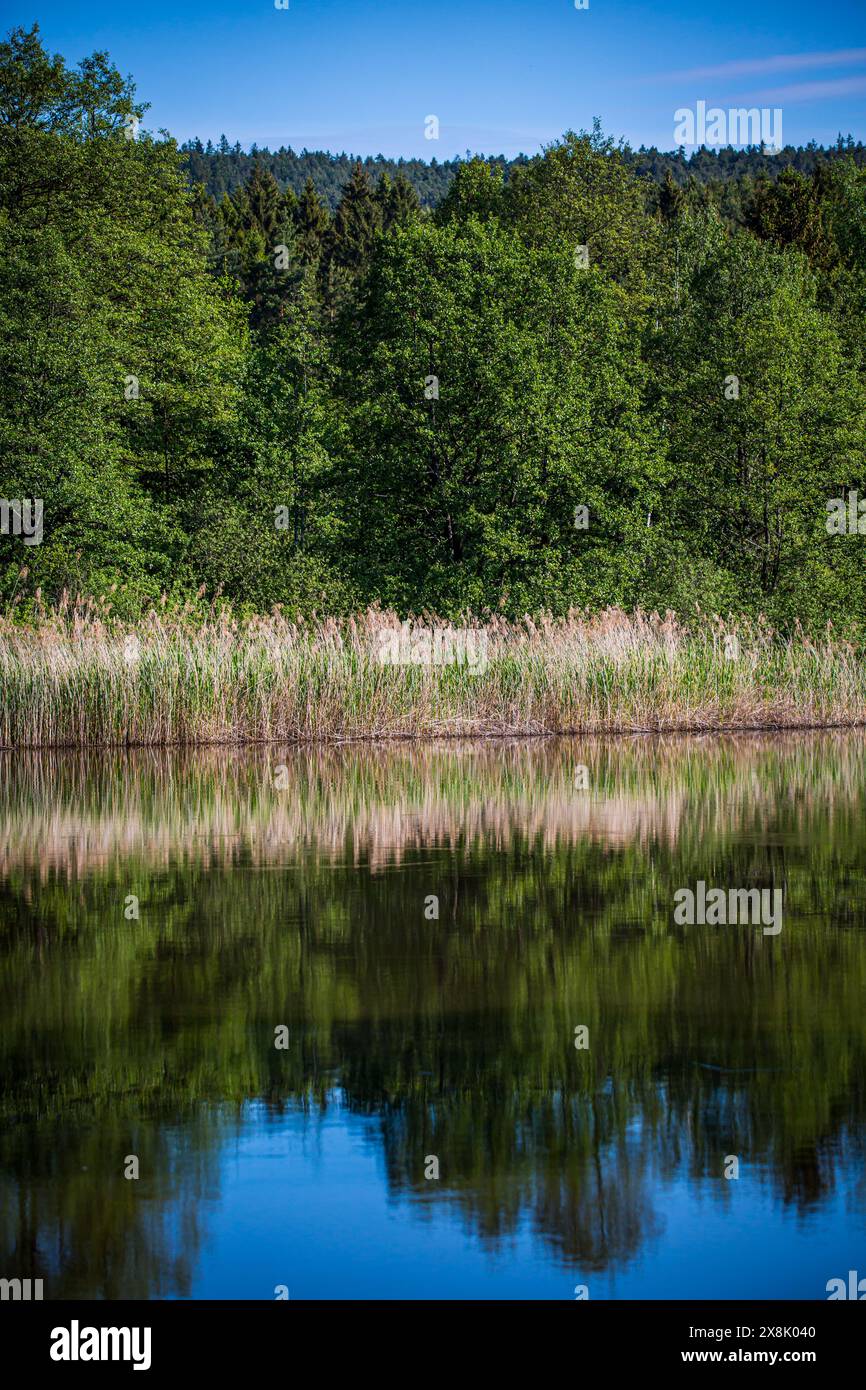 Roseaux dans un étang dans le Waldviertel, Autriche Banque D'Images