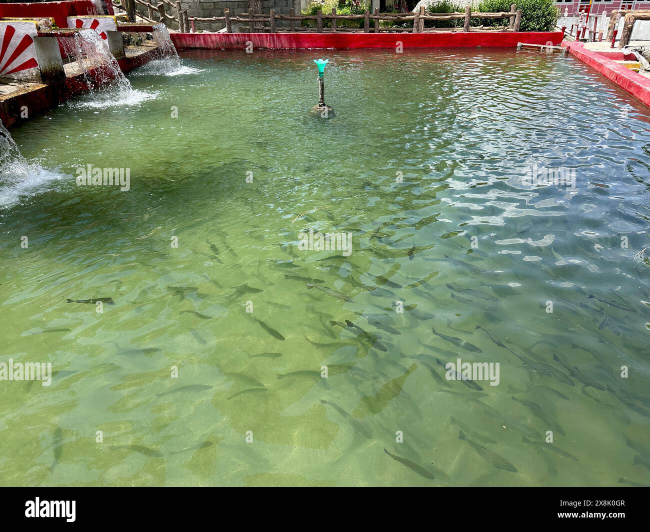 Truite arc-en-ciel dans un étang de retenue de pisciculture dans un parc dans la vallée de Souvat, Pakistan Banque D'Images