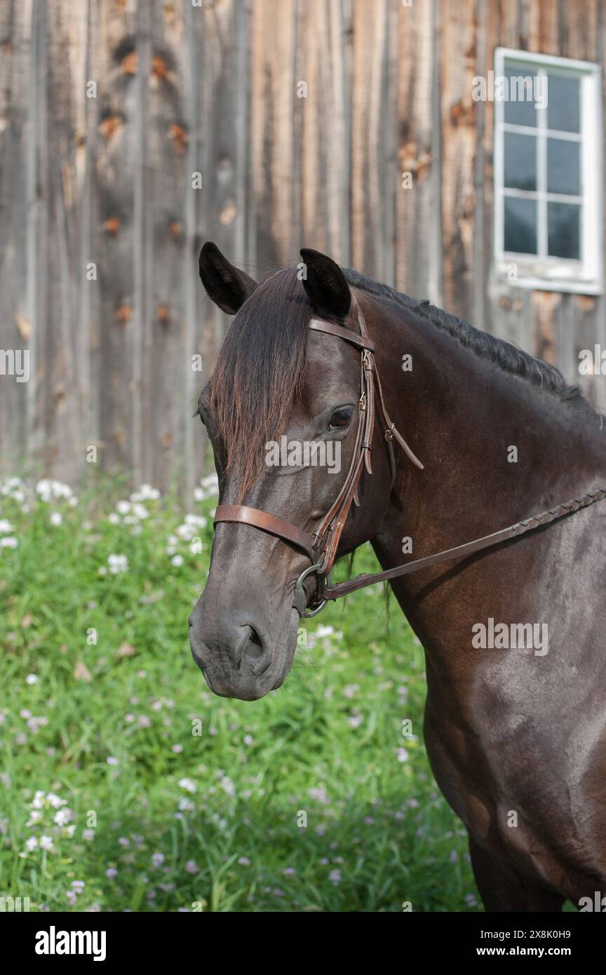 portrait de cheval canadien pur photo de tête de cheval noir avec forelock noir portant bride anglaise en cuir avec snaffle image équine verticale Banque D'Images