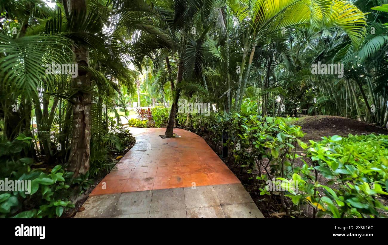 Marcher à travers de beaux sentiers exotiques pleins de végétation tropicale et typique d'un climat subtropical de la mer des Caraïbes, sous un soleil chaud et abun Banque D'Images