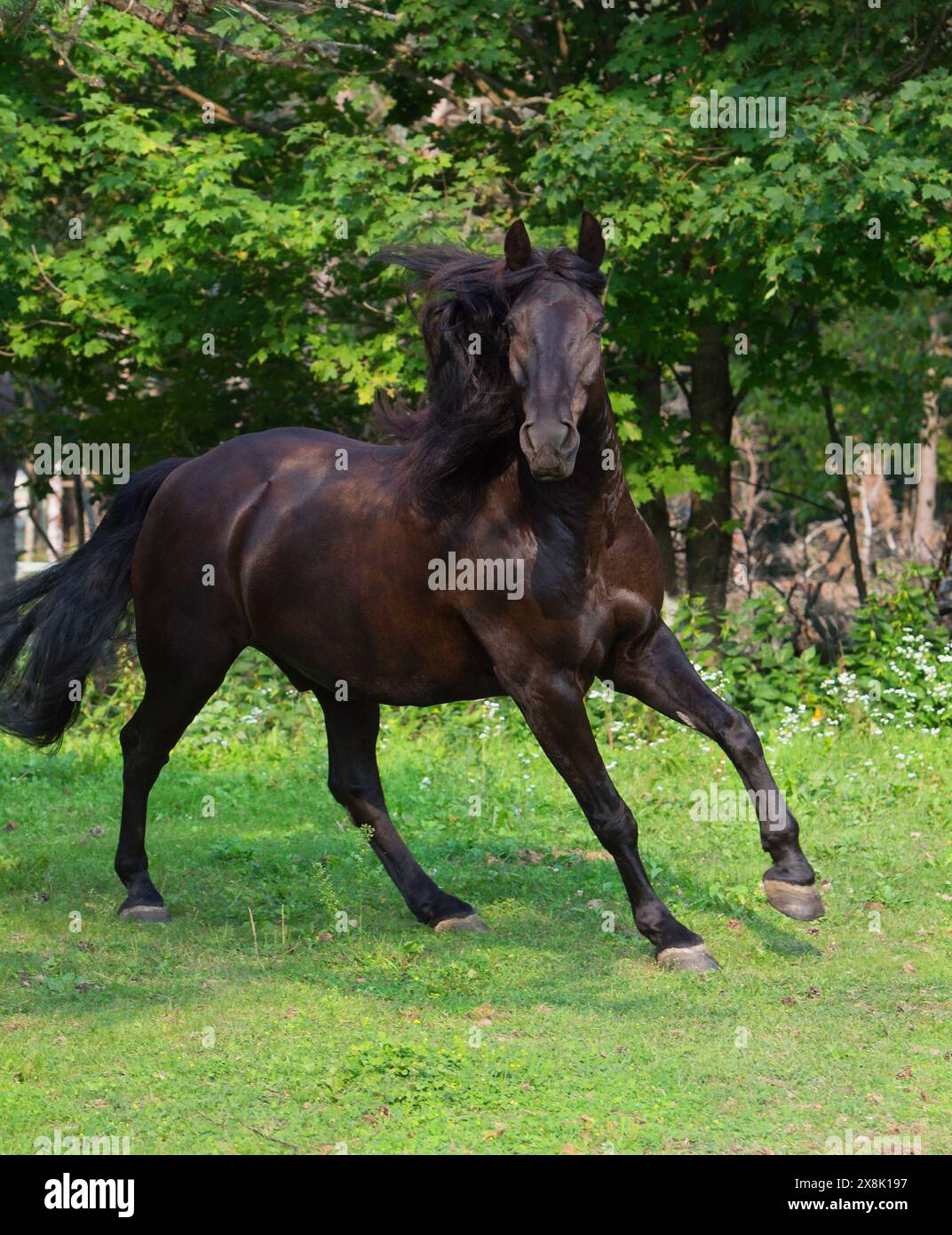 Un cheval canadien en courant libre dans un paddock ou un champ de plume un cheval canadien de race noire dans un canter regardant la caméra avec les oreilles en avant dans l'herbe verte Banque D'Images