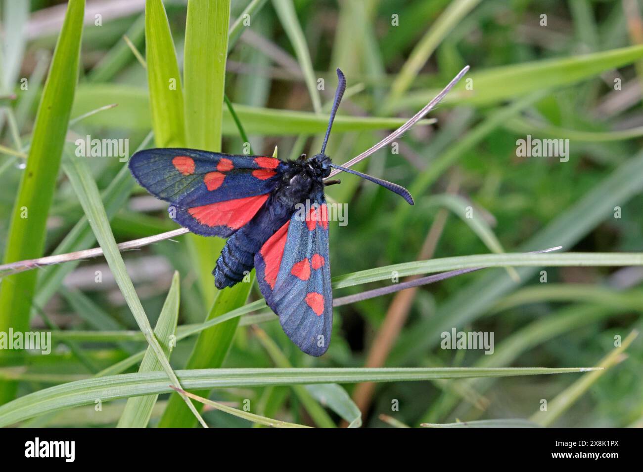 Six spots Burnet Moth dans les Cotswolds Gloucestershire Royaume-Uni Banque D'Images