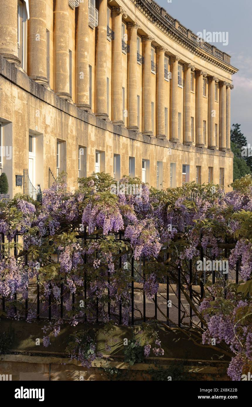 Wisteria saison au Royal Crescent à Bath Banque D'Images