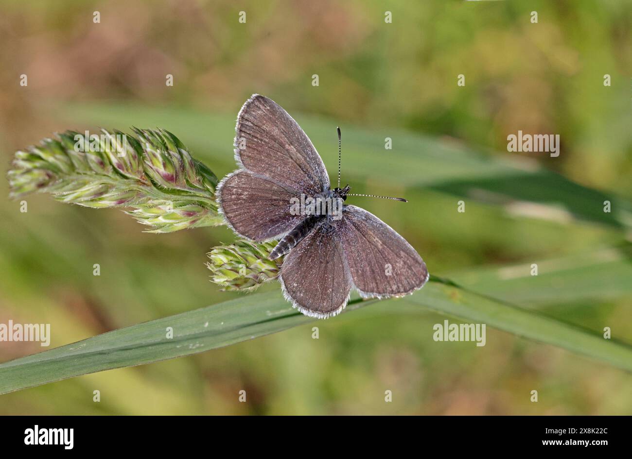 Petit papillon bleu dans les Cotswolds Gloucestershire Royaume-Uni Banque D'Images