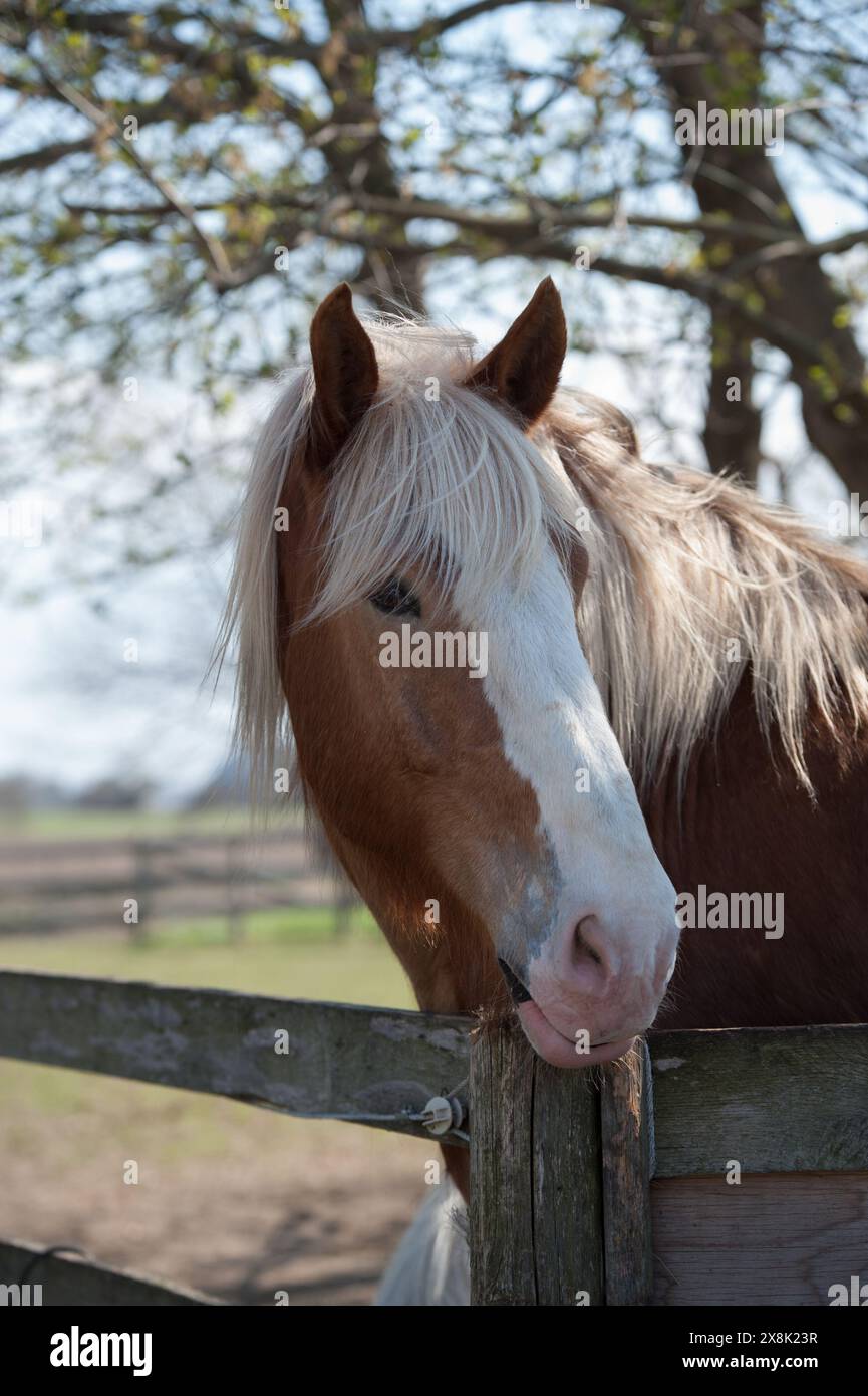 portrait de cheval belge photo de tête de cheval belge châtaignier avec un grand marquage facial blanc sur les oreilles de tête image d'animal équin vertical avant Banque D'Images
