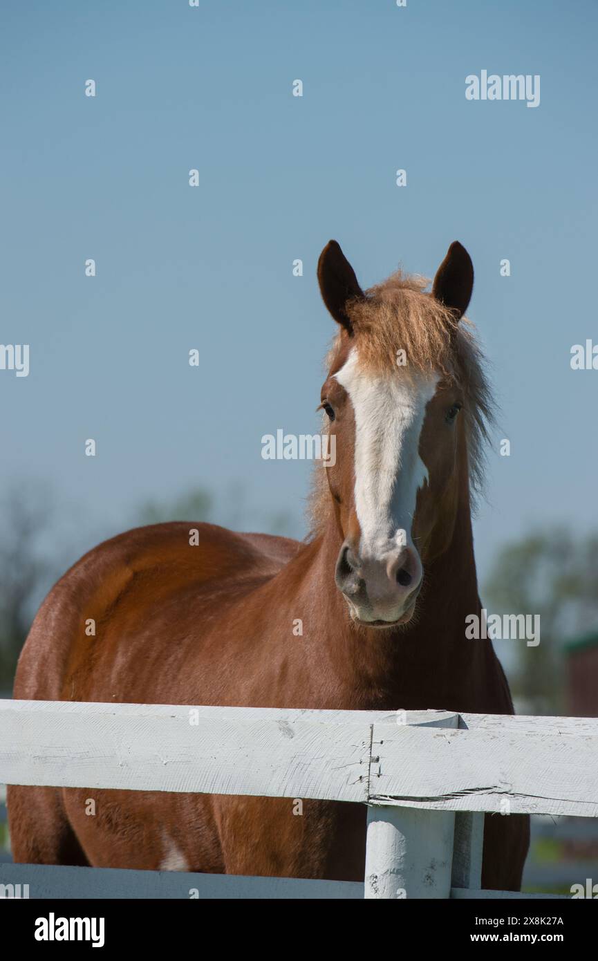 portrait de cheval belge photo de tête de cheval belge châtaignier avec un grand marquage facial blanc sur les oreilles de tête image d'animal équin vertical avant Banque D'Images