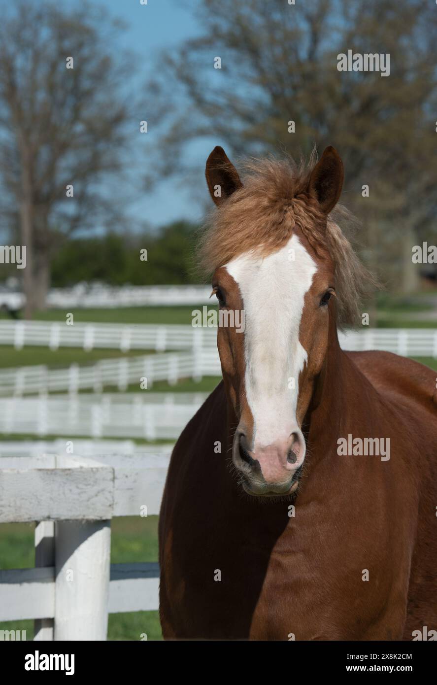 portrait de cheval belge photo de tête de cheval belge châtaignier avec un grand marquage facial blanc sur les oreilles de tête image d'animal équin vertical avant Banque D'Images