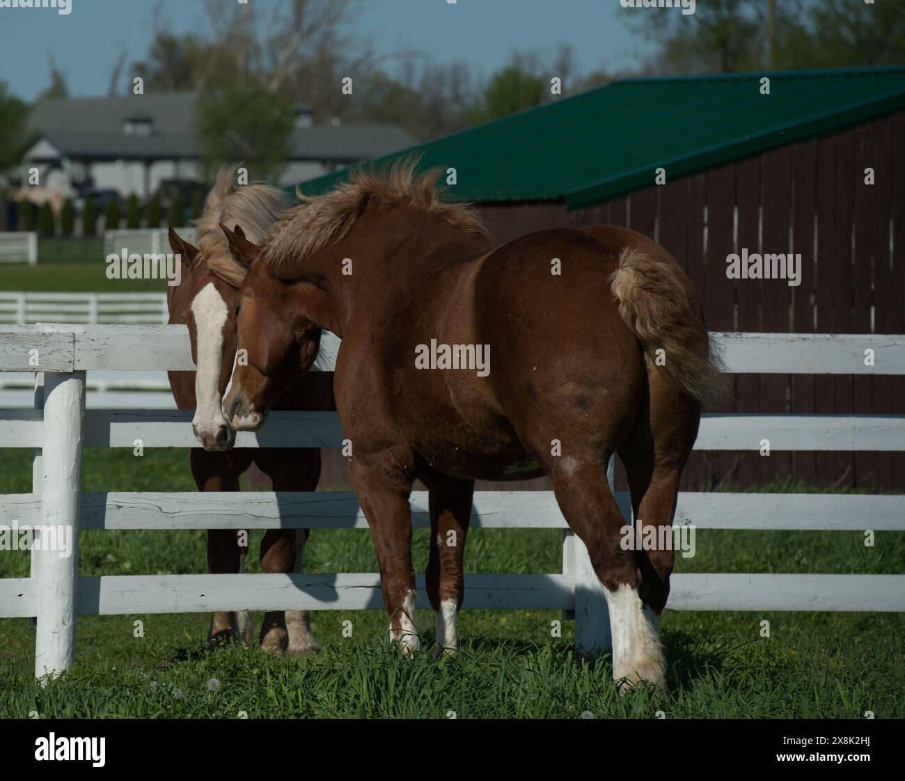 Deux chevaux belges reniflant ou se saluant au-dessus d'une clôture en bois blanc et deux paddocks de pâturage séparés d'herbe verte luxuriante au printemps ou en été Banque D'Images