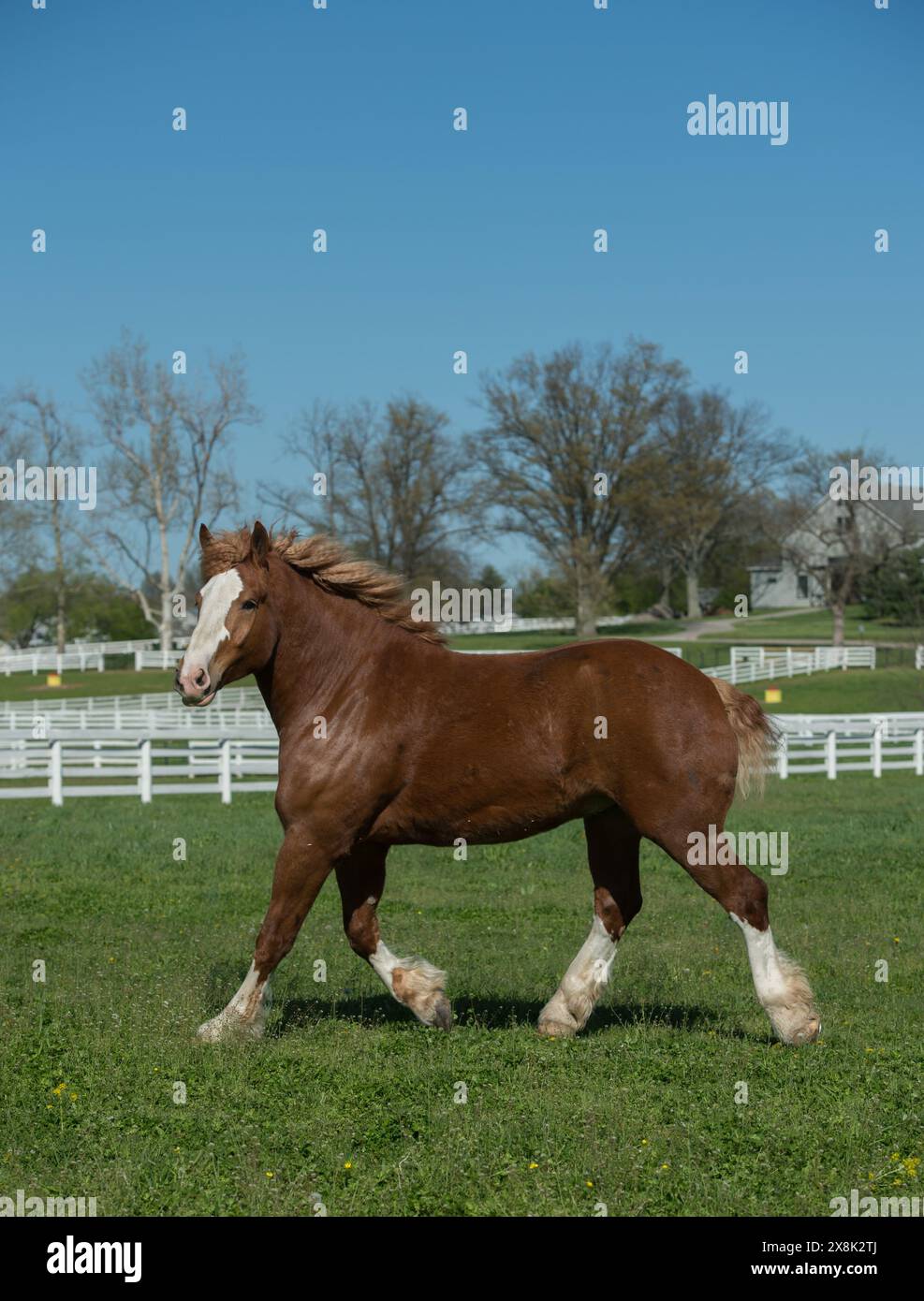 Cheval belge libre courir dans le champ pâturage paddock de l'herbe verte pur cheval belge d'été printemps fond blanc clôture à la ferme dans le Kentucky Banque D'Images