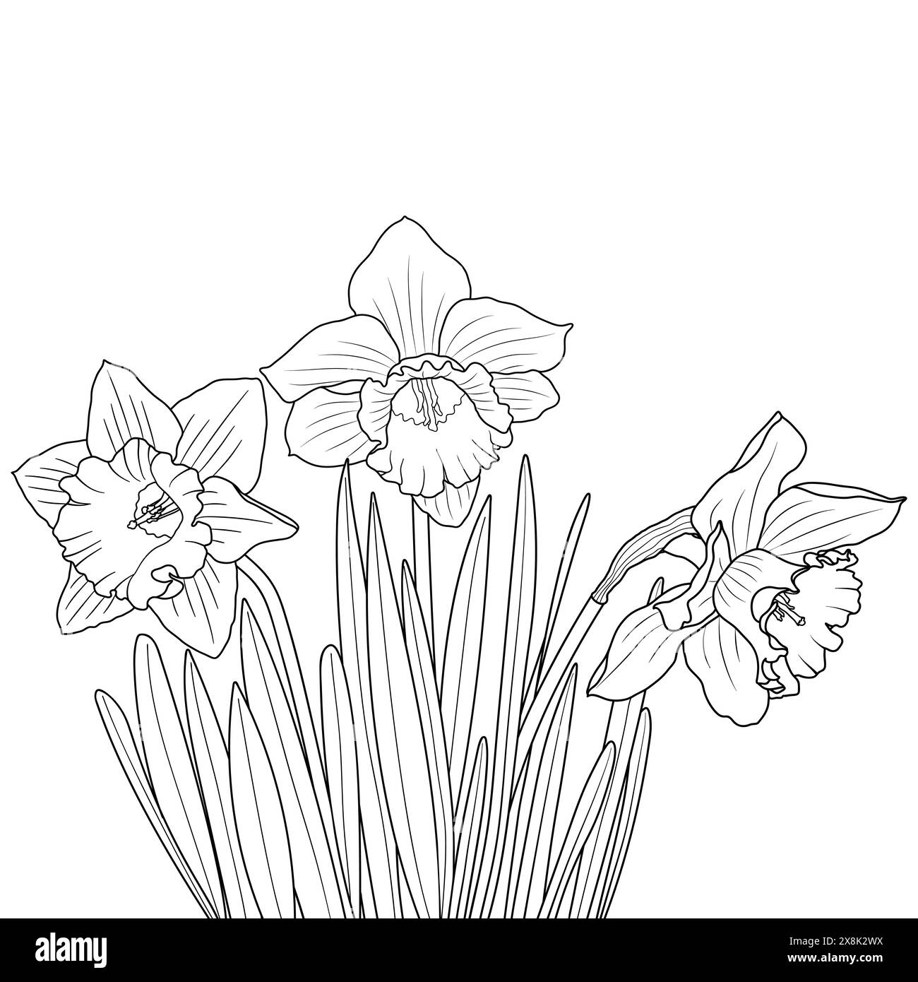 Contours de fleurs de jonquille ou de narcisse. Fleurs de printemps florissantes illustration vectorielle. Illustration de Vecteur