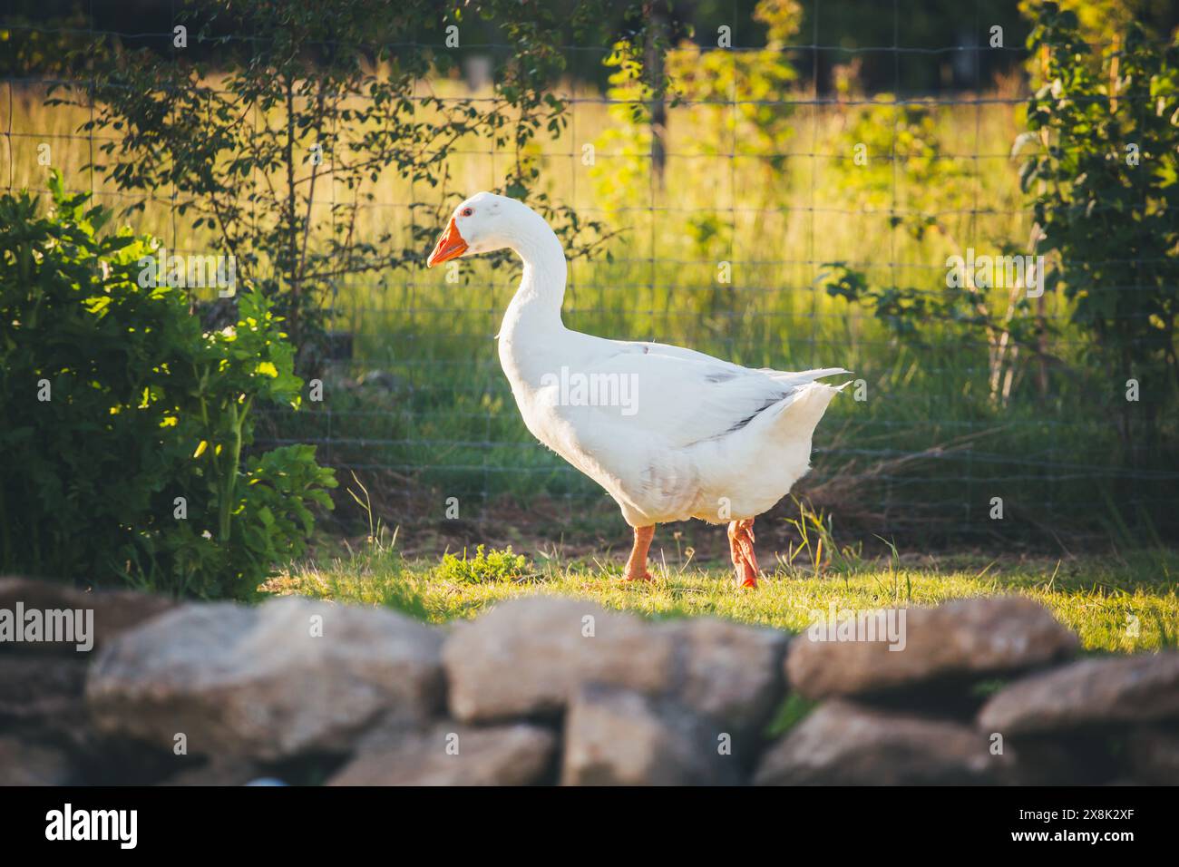 Österreichische Landgans (oie terrestre autrichienne, oie rurale autrichienne), une race d'oies aborigènes menacée d'extinction originaire d'Autriche, en Europe Banque D'Images